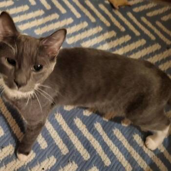 Totts -  American Shorthair Cat for Adoption in Bennington, Vermont - Totts | PetCurious