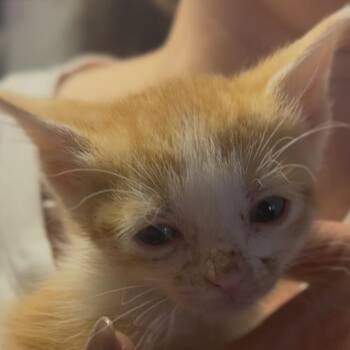 Mufasa -  Domestic Medium Hair Cat for Adoption in Midland, Texas - Mufasa | PetCurious
