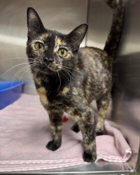 Rescue Domestic Short Hair Cats for Adoption in Seneca, Pennsylvania - Wisteria | PetCurious