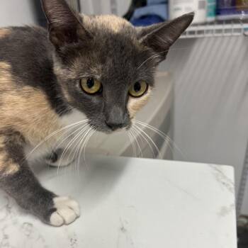 School Teacher -  Domestic Short Hair Cat for Adoption in St. Louis, Missouri - School Teacher | PetCurious