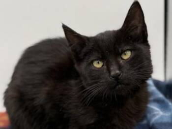 Rescue Domestic Short Hair Cats for Adoption in Portland, Oregon - Somen | PetCurious