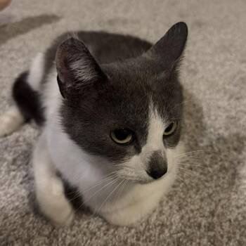 Sweet Mochi -  Domestic Short Hair Cat for Adoption in Cumming, Georgia - Sweet Mochi | PetCurious