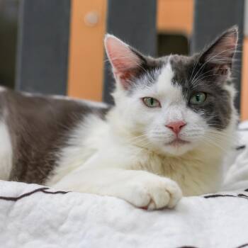 Domestic Short Hair Cats Available for Adoption - Slim Shady | PetCurious