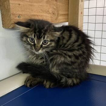 Randall Boggs -  Domestic Medium Hair Cat for Adoption in Madison, Wisconsin - Randall Boggs | PetCurious
