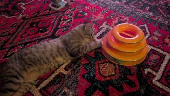 Purrlington -  Domestic Short Hair Cat for Adoption in New York, New York - Purrlington | PetCurious