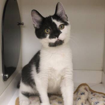 Yamaha -  Domestic Short Hair Cat for Adoption in Champaign, Illinois - Yamaha | PetCurious
