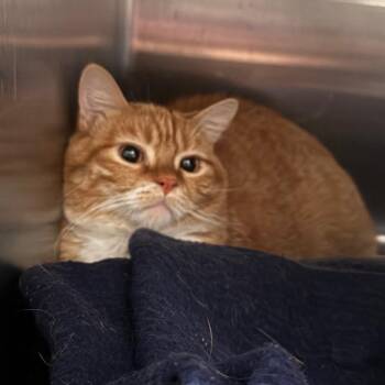 Teddy -  Domestic Short Hair Cat for Adoption in Cedaredge, Colorado - Teddy | PetCurious