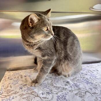 Domestic Short Hair Cats Available for Adoption in Midland, Michigan - Diesel | PetCurious