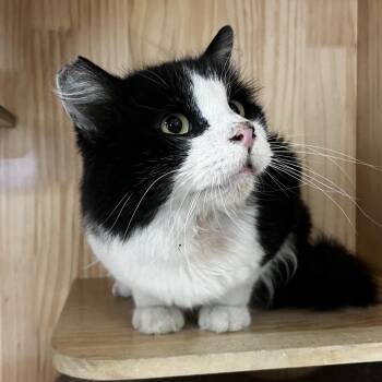 Domestic Short Hair Cats Available for Adoption in Yucca Valley, California - Mookie | PetCurious