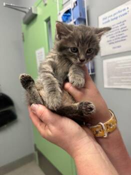 Katydid -  Domestic Medium Hair Cat for Adoption in Bloomington, Indiana - Katydid | PetCurious