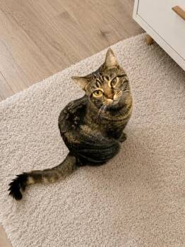 Angie -  Tabby Cat for Adoption in West Hollywood, California - Angie | PetCurious