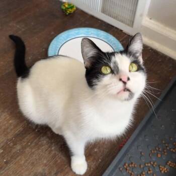 Misty -  Domestic Short Hair Cat for Adoption in Royal Oak, Michigan - Misty | PetCurious