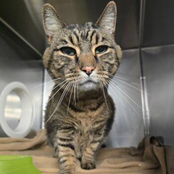 Barnaby -  Domestic Short Hair Cat for Adoption in Spokane, Washington - Barnaby | PetCurious