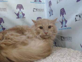 HOWL -  Domestic Long Hair Cat for Adoption in Orlando, Florida - HOWL | PetCurious