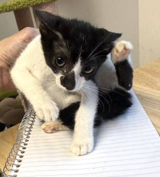 #9 b-w male kitten -  Domestic Short Hair Cat for Adoption in Burgaw, North Carolina - #9 B-w Male Kitten | PetCurious