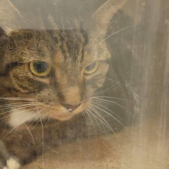 Rescue Domestic Short Hair Cats for Adoption in Philadelphia, Pennsylvania - Dean | PetCurious