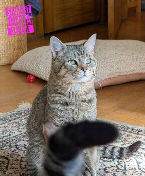 Domestic Short Hair Cats Available for Adoption in Vancouver, British Columbia - Quinton  | PetCurious