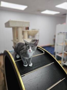 Roundabout -  Domestic Short Hair Cat for Adoption in Corpus Christi, Texas - Roundabout | PetCurious