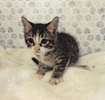 Domestic Short Hair Cats Available for Adoption in Largo, Florida - Veer | PetCurious