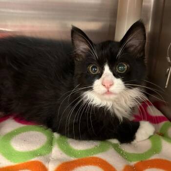 Marcia -  Domestic Medium Hair Cat for Adoption in Keizer, Oregon - Marcia | PetCurious