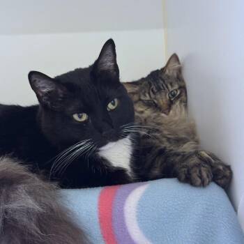 Tiva -  Domestic Short Hair Cat for Adoption in Woodinville, Washington - Tiva | PetCurious
