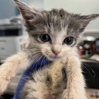 Boots -  Domestic Short Hair Cat for Adoption in Greensboro, North Carolina - Boots | PetCurious