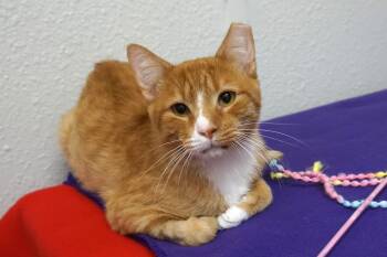 Xavier -  Domestic Short Hair Cat for Adoption in Fountain Hills, Arizona - Xavier | PetCurious