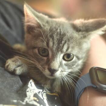 Silverado -  Domestic Short Hair Cat for Adoption in Belleville, Illinois - Silverado | PetCurious
