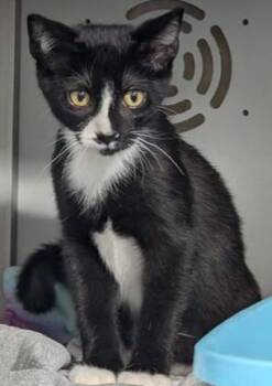 Dr. Frank-N-Furter -  Domestic Short Hair Cat for Adoption in Dayton, Minnesota - Dr. Frank-N-Furter | PetCurious