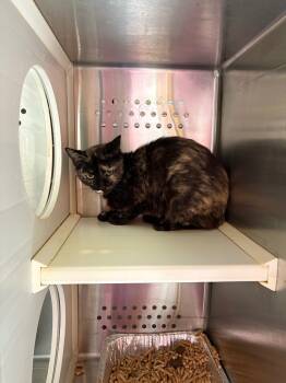 Rescue Domestic Short Hair Cats for Adoption in Fort Lupton, Colorado - Vacherin Fribourgeois | PetCurious