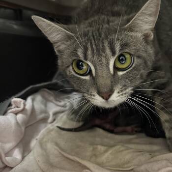 Rescue Domestic Short Hair Cats for Adoption in Yuma, Arizona - Cheena | PetCurious