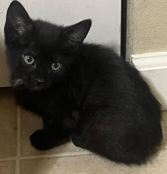 Diamond -  Domestic Short Hair Cat for Adoption in Lafayette, Colorado - Diamond | PetCurious