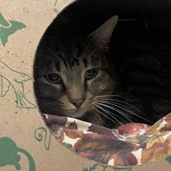Domestic Short Hair Cats Available for Adoption - Rocky | PetCurious