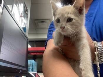 Rescue Domestic Short Hair Cats for Adoption in Fort Worth, Texas - 59835473 | PetCurious