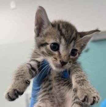 Peach Pie -  Domestic Short Hair Cat for Adoption - Peach Pie | PetCurious