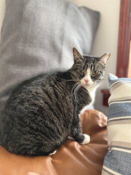 Rescue Domestic Short Hair Cats for Adoption - Olive | PetCurious