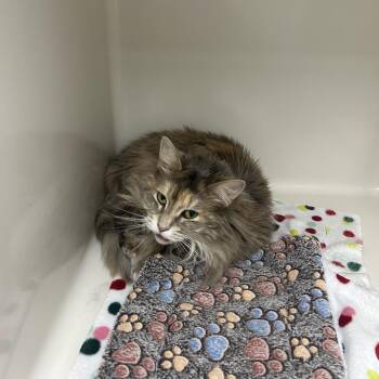 Domestic Long Hair Cats Available for Adoption - Nugget 2 | PetCurious