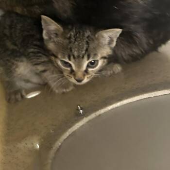 Piano -  Domestic Short Hair Cat for Adoption in Philadelphia, Pennsylvania - Piano | PetCurious