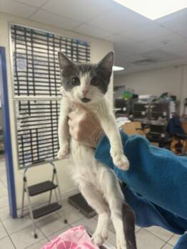 Rescue Domestic Short Hair Cats for Adoption in Morristown, New Jersey - Dolly Parton | PetCurious