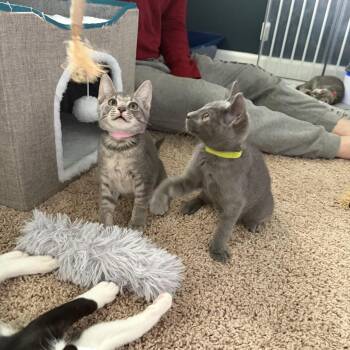 Tadpole -  Domestic Short Hair Cat for Adoption in Jarrettsville, Maryland - Tadpole | PetCurious