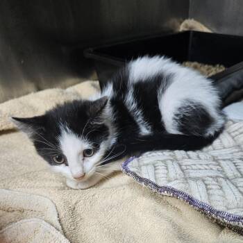 Shirley Temple -  Domestic Short Hair Cat for Adoption in Ridgely, Maryland - Shirley Temple | PetCurious