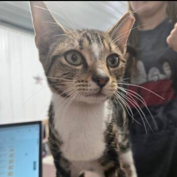 Rescue Domestic Short Hair Cats for Adoption in Corydon, Indiana - Baby | PetCurious