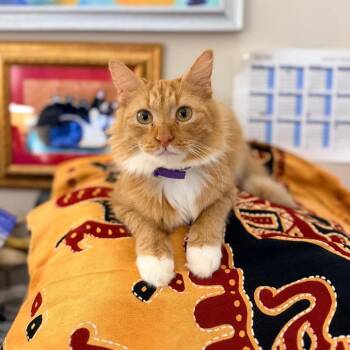 Layla -  Domestic Medium Hair Cat for Adoption in Sarasota, Florida - Layla | PetCurious