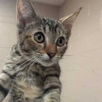 Sharkie -  Domestic Short Hair Cat for Adoption in Birmingham, Alabama - Sharkie | PetCurious