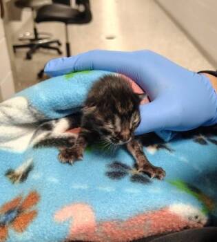 Domestic Short Hair Cats Available for Adoption in Gastonia, North Carolina - Sprout | PetCurious