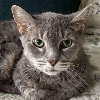 Holly -  Domestic Short Hair Cat for Adoption in Tioga, Pennsylvania - Holly | PetCurious