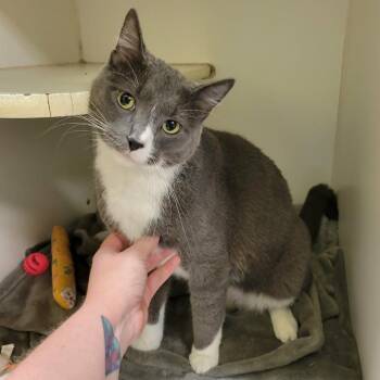 Domestic Short Hair Cats Available for Adoption in Columbia, Missouri - Mylo | PetCurious