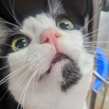 Domestic Short Hair Cats Available for Adoption - Panchito | PetCurious