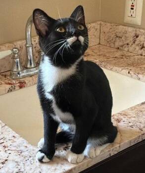 Hoover Jr. -  Domestic Short Hair Cat for Adoption in Seal Beach, California - Hoover Jr. | PetCurious
