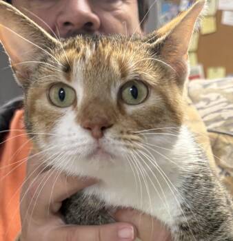 Rescue Calico Cats for Adoption in Paris, Tennessee - Stormi | PetCurious